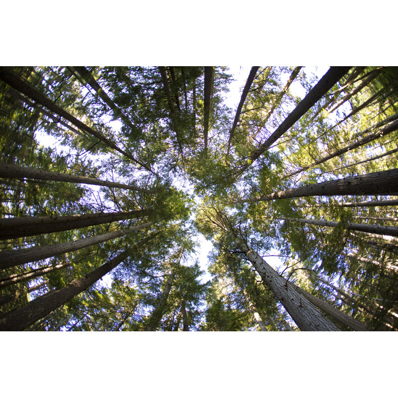 Looking Up At The Forest by GibsonPictures - Print, 20cm H x 30cm W