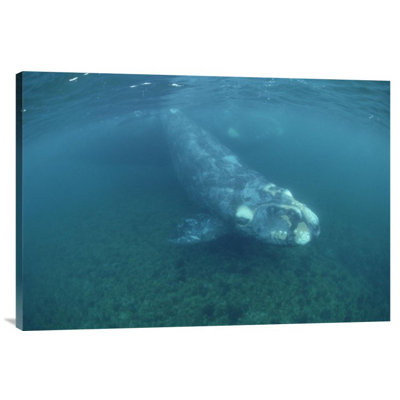 " Southern Right Whale Calf And Mother, Underwater, Peninsula Valdez, Argentina "