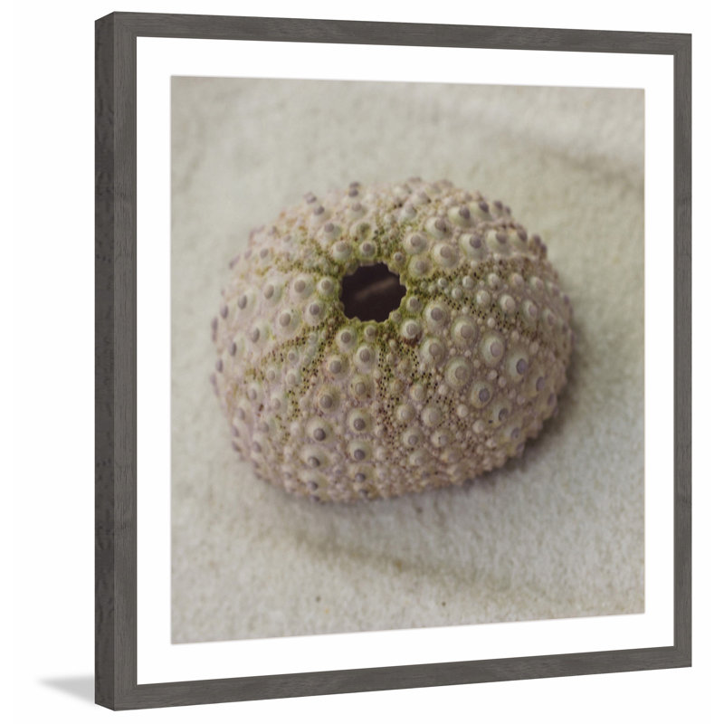 «Chiffon Urchin Shell», reproduction encadrée, H 18 po x l 18 po x P 1,5 po