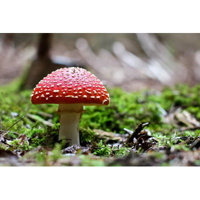 " Fliegenpilz Close-up In Nature Scenery "