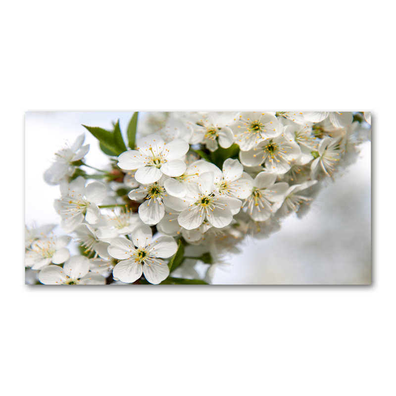 Cherry Blossoms - Wrapped Canvas Print