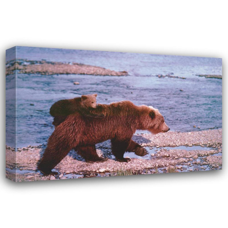 Brown Bear Carrying Cub, Alaska