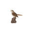 Nightingale chantant activé par le mouvement debout sur une souche
