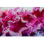 Floral Lattice Painting