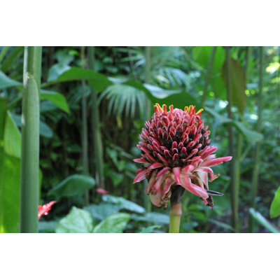 " Torch Ginger "