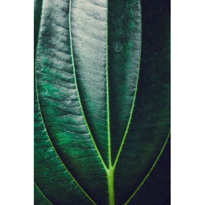 Feuille Medinilla par Knape