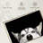 Peeking Siberian Husky-107504627