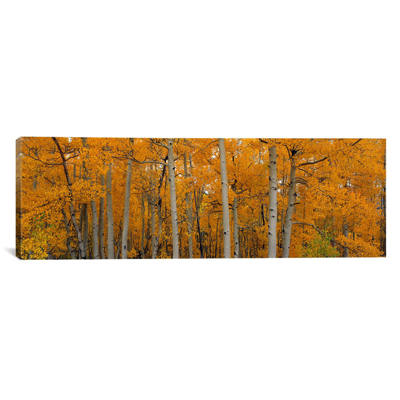 «Quake Aspens Dixie National Forest, Utah», reproduction de photo sur toile, H 24 po x l 72 po x P 1,5 po, Toile tendue