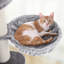 112cm H Cat Tree-569707831