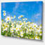 Photographie florale de marguerites blanches sous un ciel bleu - marguerites blanches-1584277419-1589265540