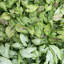 Live White Butterfly Plant in Classic Pot-114976336-49662077