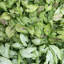 Live White Butterfly Plant in Classic Pot-49662077-114976336