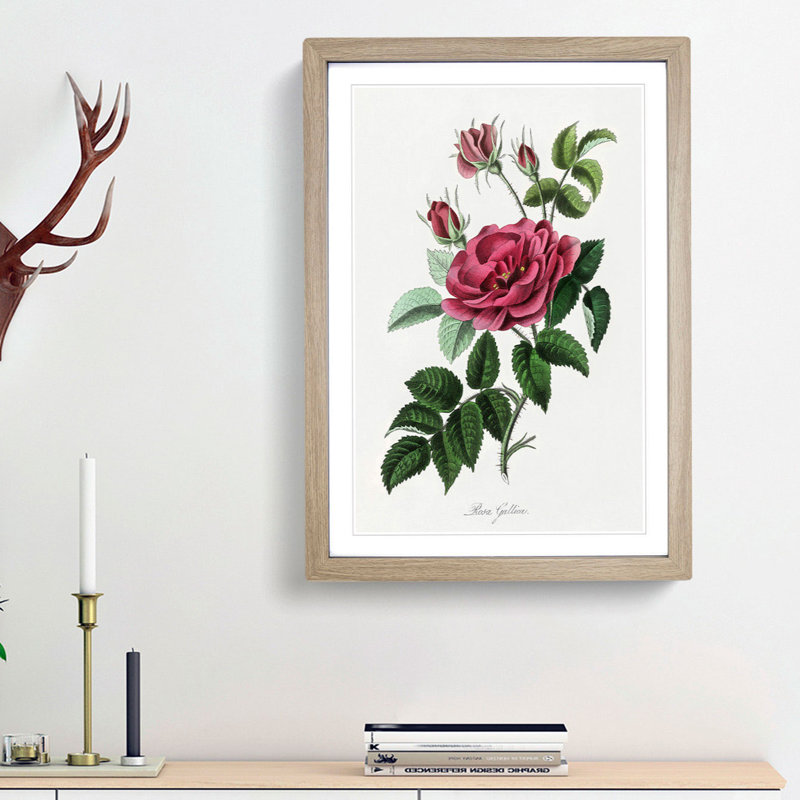 French Rose Illustration - Framed Print, 87cm H x 62cm W x 2cm D, Oak Framed