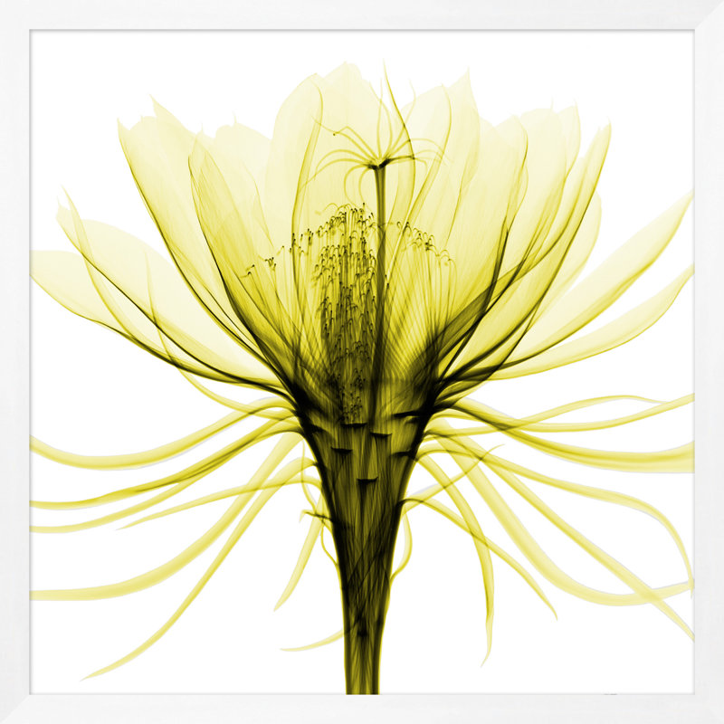 Lime cueillie à la main, impression encadrée sur verre 2 pi