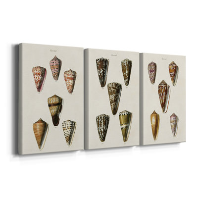 Cone Shell Collection IV - Toile tendue avec châssis sur mesure - 3 pièces