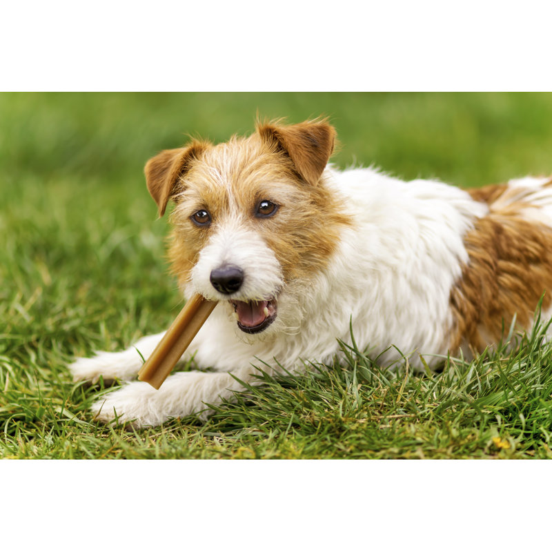 Happy Pet Dog Puppy - Photographie sur toile tendue, H 8 po x l 12 po