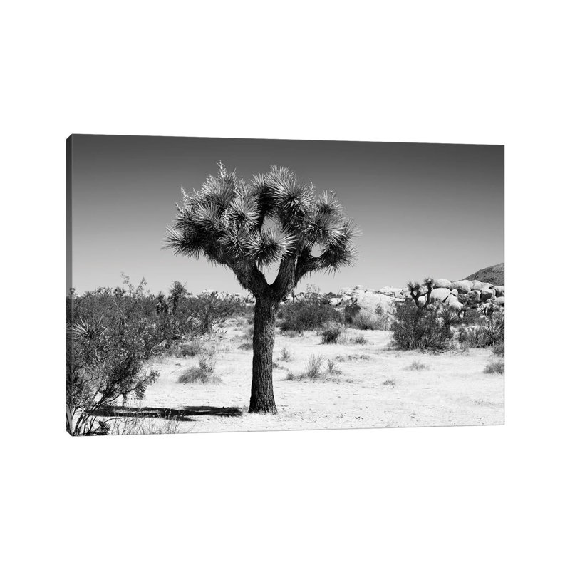 The Joshua Tree II by Philippe Hugonnard - Wrapped Canvas Print, 20.32 cm H x 30.48 cm W