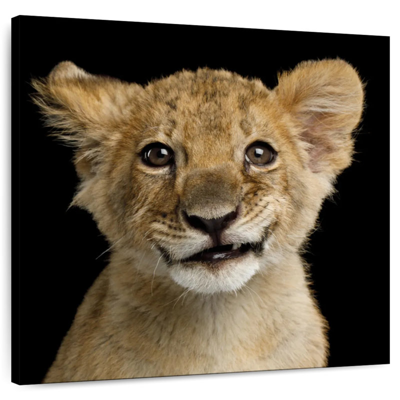 Brampt Baby Lion Head, 36" H x 36" W