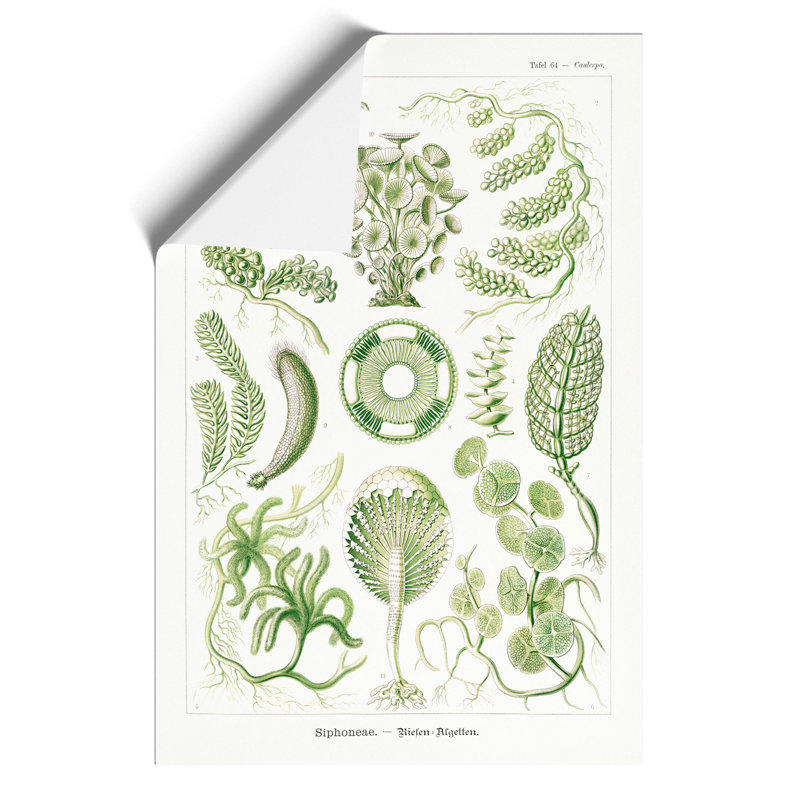 Siphoneae Algae by Ernst Haeckel - No Frame Painting, 30cm H x 21cm W x 0.1cm D