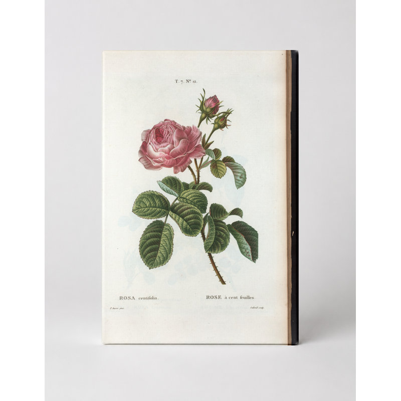 Rosa Centifolia (Cabbage Rose) - art mural sur toile Portrait, 30" W x 20" H