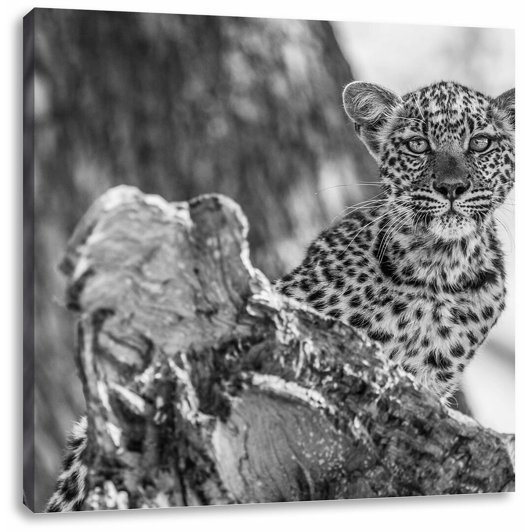 Leinwandbild Neugieriges Leopardjunges auf Baum