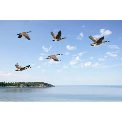 Flying Canada Geese by Sharply_Done