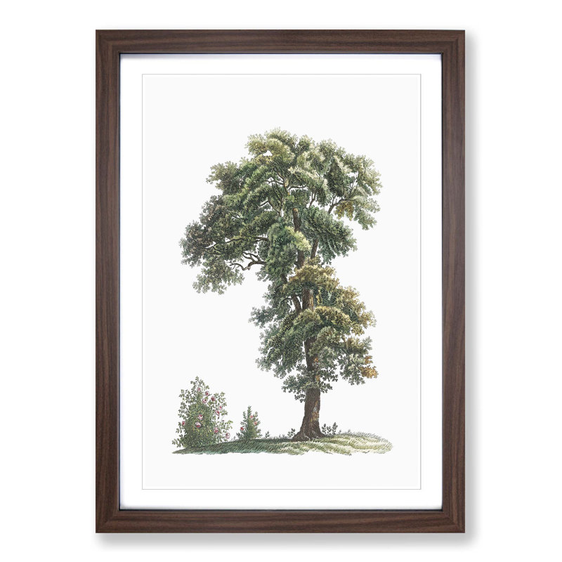 Tree Illustration by Pierre-Joseph Redoute - Picture Frame Painting Print, 36cm H x 27cm W x 2cm D, Walnut Framed