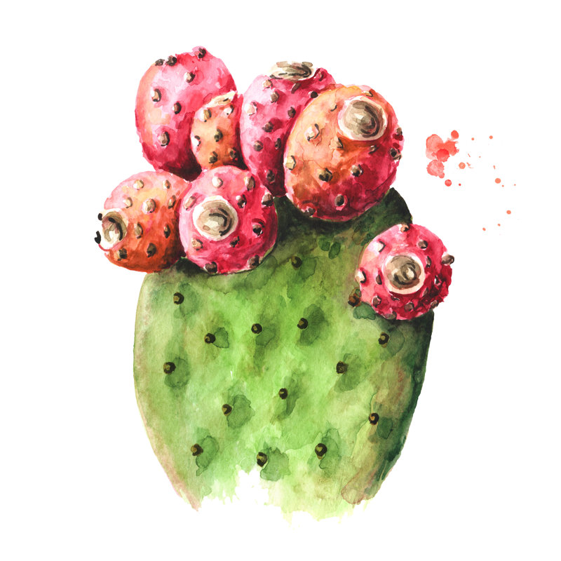 Cactus figue de barbarie sur toile par Daria Ustiugova, H 12 po x l 12 po