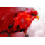 Motif de perroquet abstrait rouge