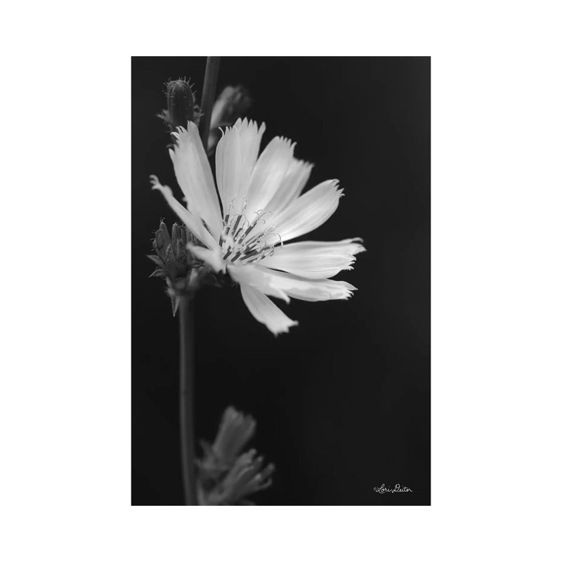 Flower Petal Wishes by Lori Deiter - Wrapped Canvas Print, 20.32 cm H x 30.48 cm W