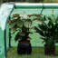 60m x 130m mini greenhouse-726189375