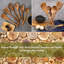 AIRPJ 10 Utensil Set