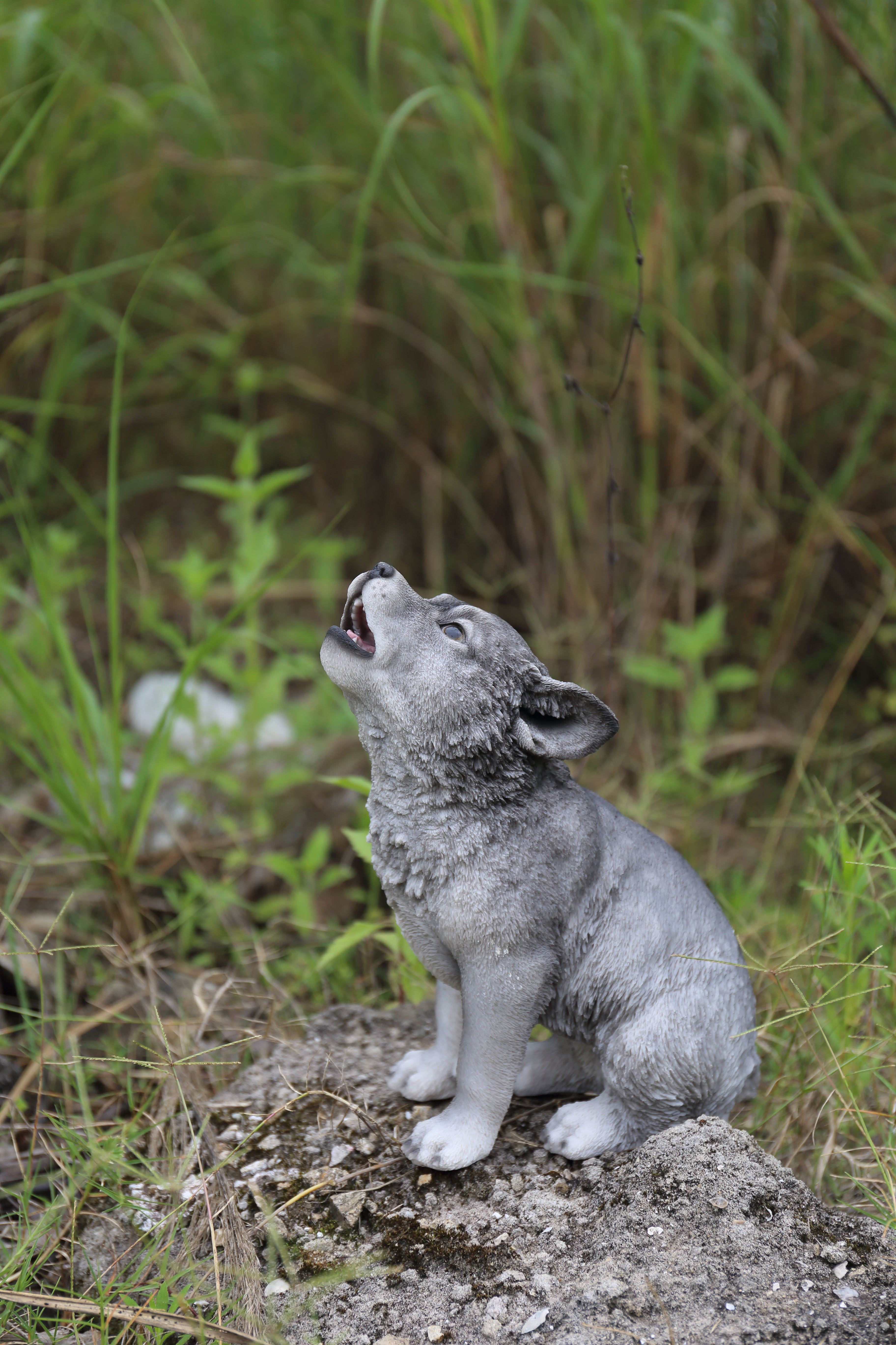 cute wolf pups