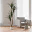 Faux olivier en pot-133254245-133254246-133254279