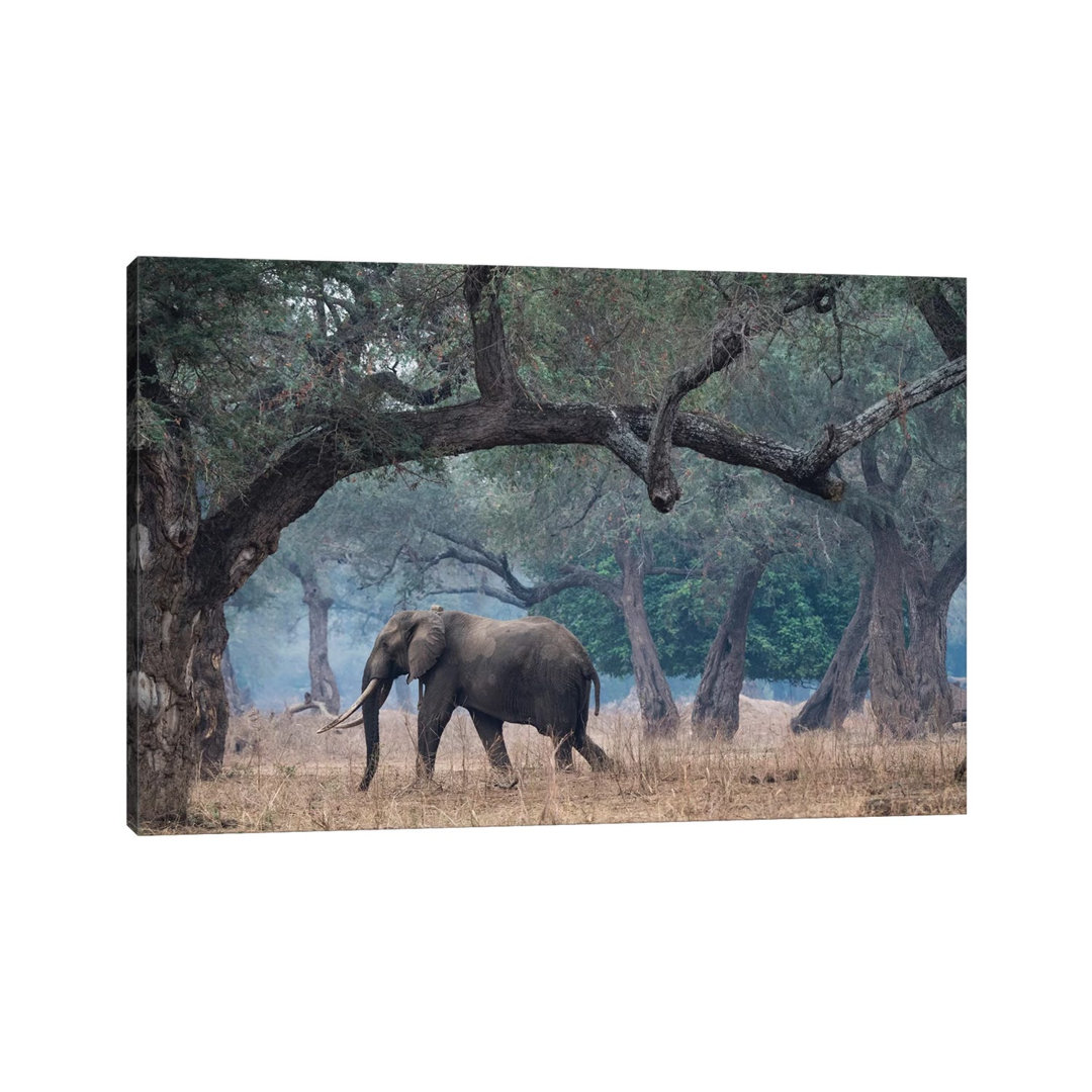 Africa, Zimbabwe, Mana Pools National Park by Jaynes Gallery - Wrapped Canvas Print