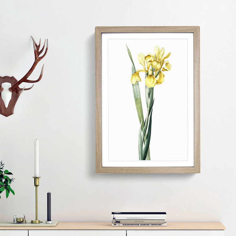Monnieri Iris Flower by Pierre-Joseph Redoute - Picture Frame Art Print, Oak Framed, 36cm H x 27cm W x 2cm D