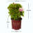 1 Gallon Autumn Twist Encore Azalea - Reblooming Evergreen Shrub for Full Sun to Part Shade