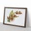 Magnolia Flowers Illustration Tab.73 by Frederick Sander - Picture Frame Art Print on MDF-55576844-55576845