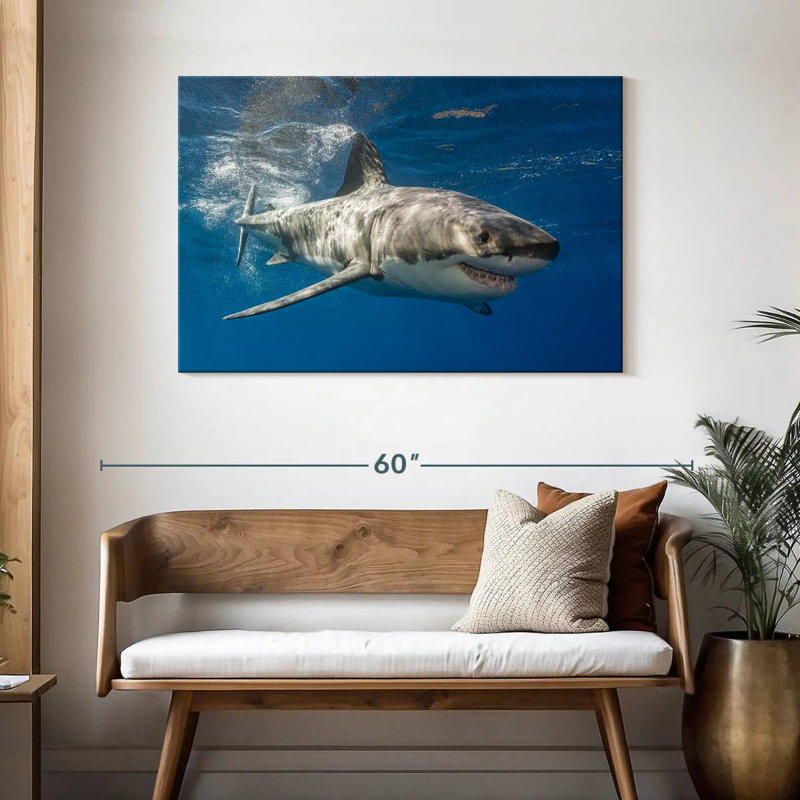 Requin, H 30 po x l 45 po