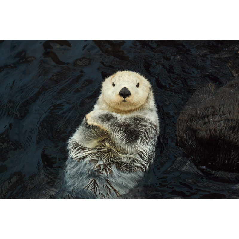 Sea Otter par Doomu - photographie sur toile tendue
