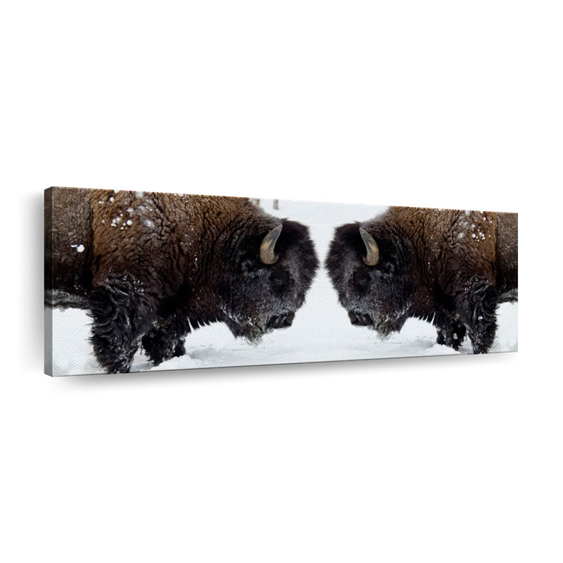 Bison Clash Canvas Print, 15" H x 45" W x 1.25" D