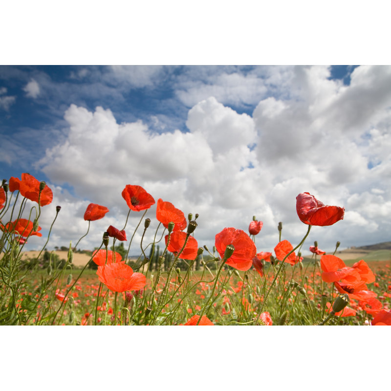 Italyan Poppys by Wingmar - Wrapped Canvas Print, 20cm H x 30cm W