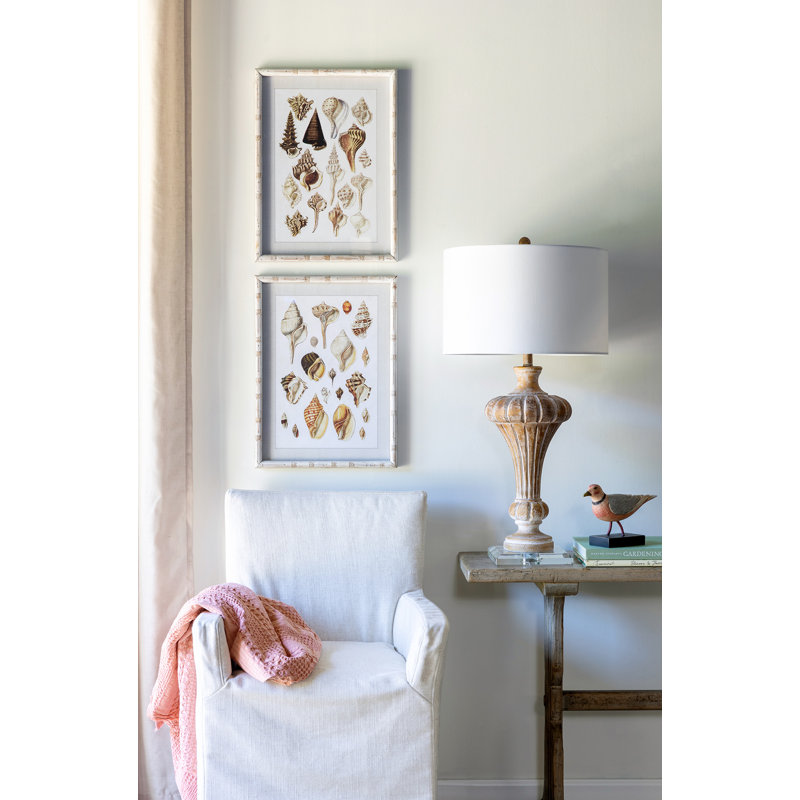 Seashell Collection Prints