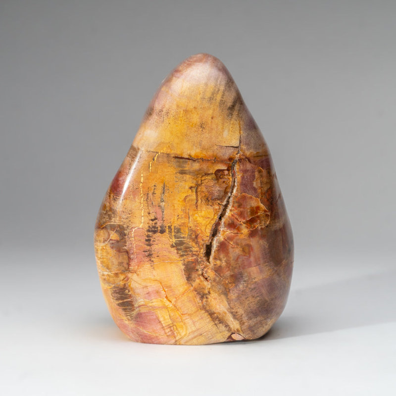 Polished Petrified Wood Freeform