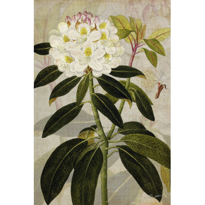 Rhododendron I