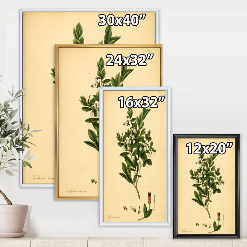 Vintage Plant Life XXV - Décoration murale traditionnelle, H 20 po x l 12 po x P 1po, Cadre flottant blanc