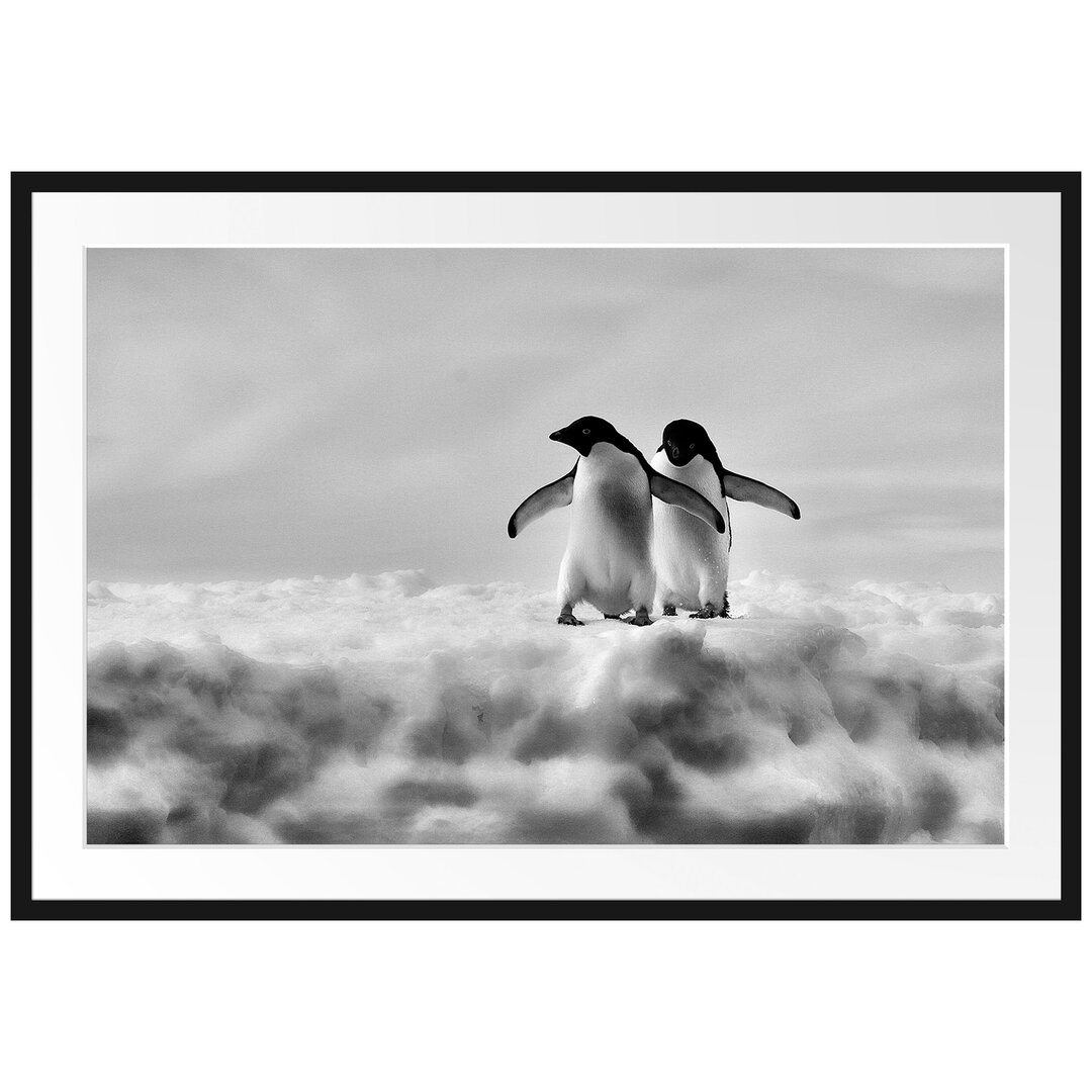 Gerahmtes Poster Adeliepinguine Eisscholle