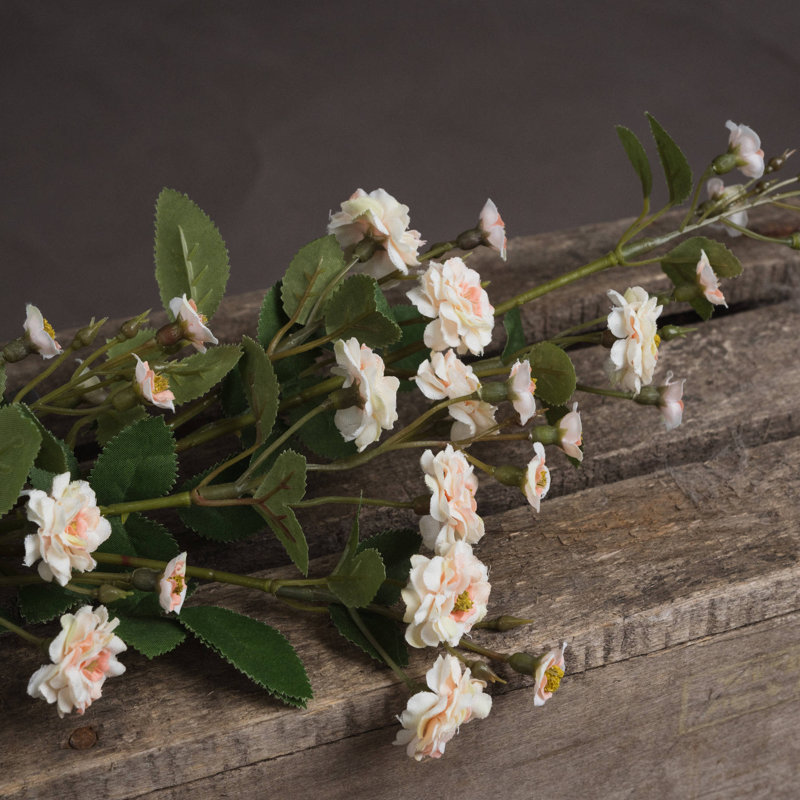 Anastasija Arrangement, Cream