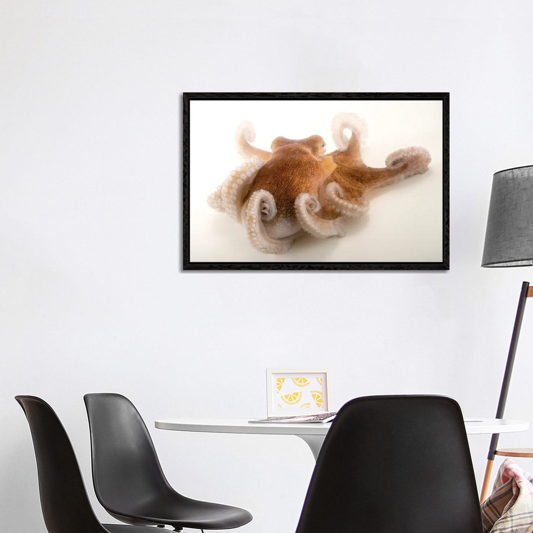 A Common Octopus At Gulf Specimen Marine Lab And Aquarium by Joel Sartore - Gallery-Wrapped Canvas Giclée on Canvas