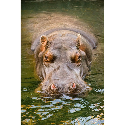 Resting Hippopotamus by Zoran Kolundzija - Wrapped Canvas Print